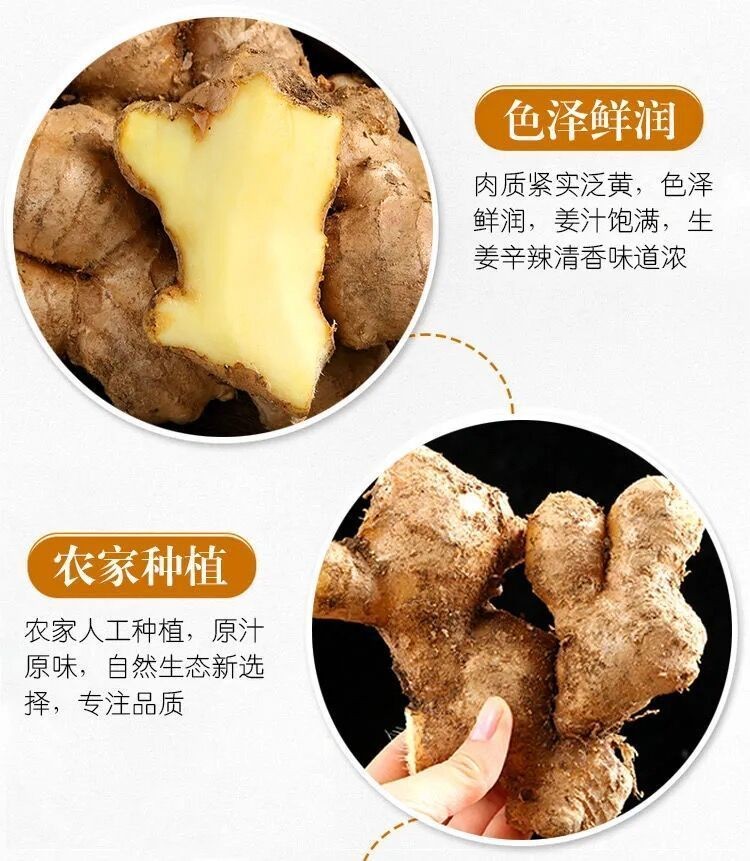 农家自种大姜老姜绿色大黄姜月子姜山东姜大块生姜新鲜老姜母香辣农家