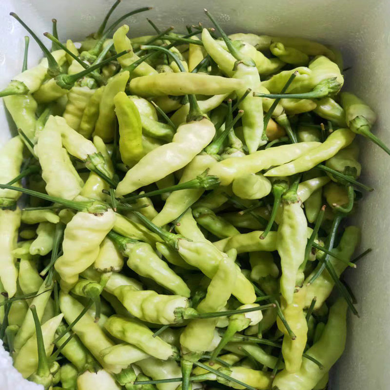 云南白米椒绿色小米椒朝天椒泡椒酱菜椒鲜辣椒泡山椒500克 1500g