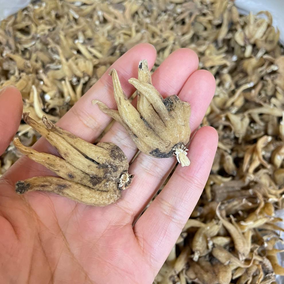 北京同仁堂原料【】野生手掌参佛手掌正宗西藏特产泡酒煲汤中药材内廷