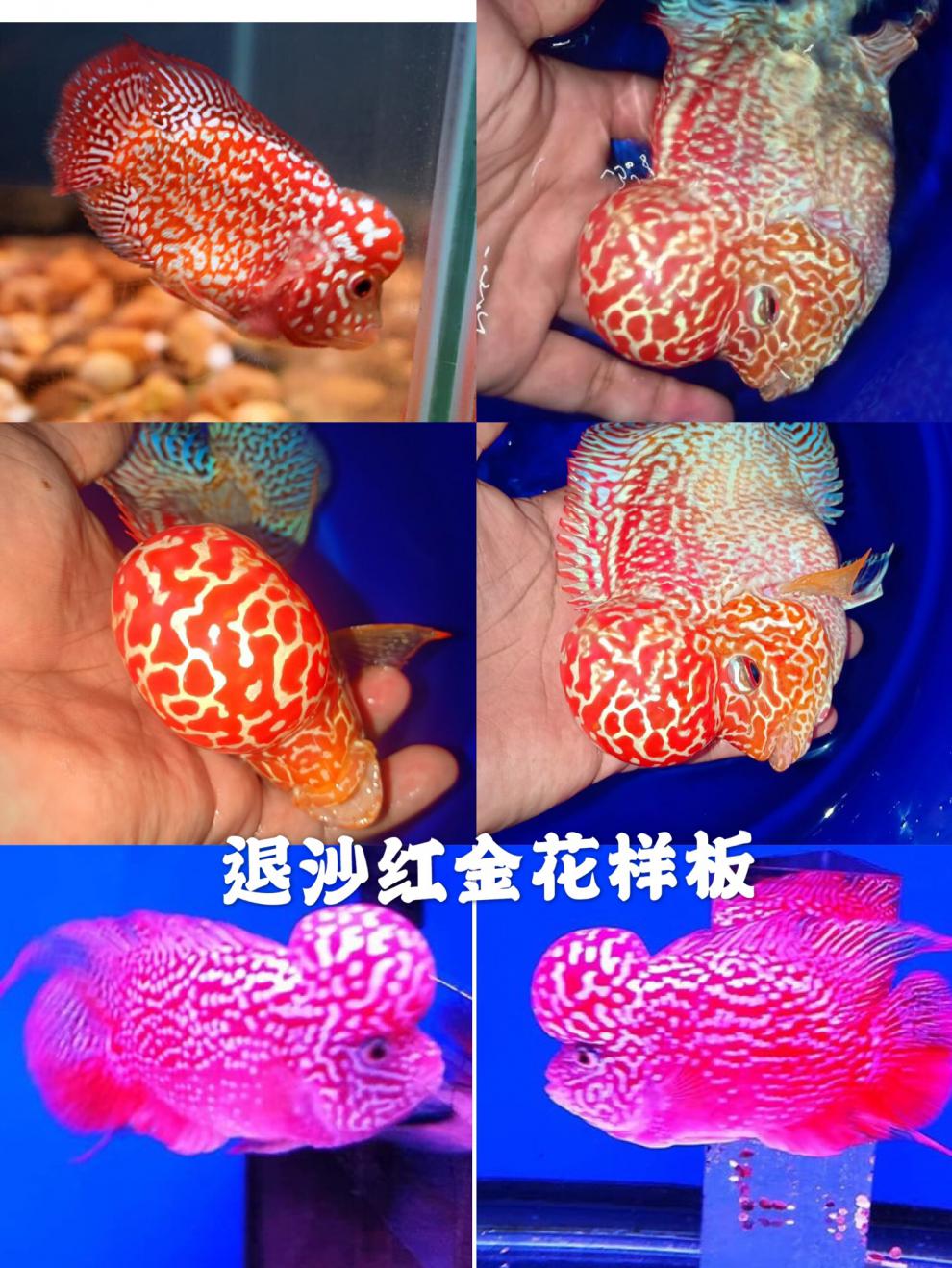 荣郁 泰国进口观赏罗汉鱼泰金幻彩虹退沙红金花火凤蛇纹泰古典精品苗