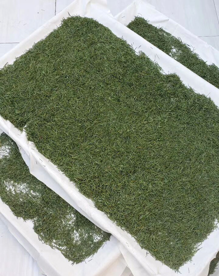 松针茶全松茶长白山红松马尾松东北干松针茶叶特养生茶级 一件【图片