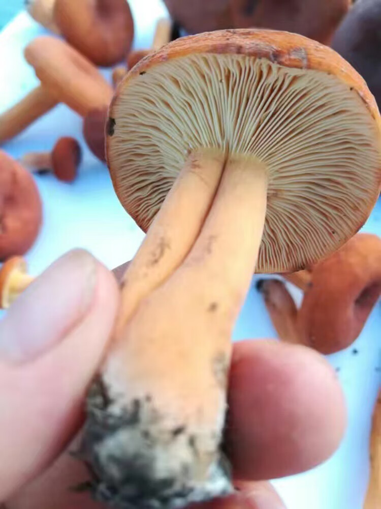 奶浆菌贵州深山野生生蘑菇森林新鲜现摘食用小菌子顺丰 现新鲜枞毛菌