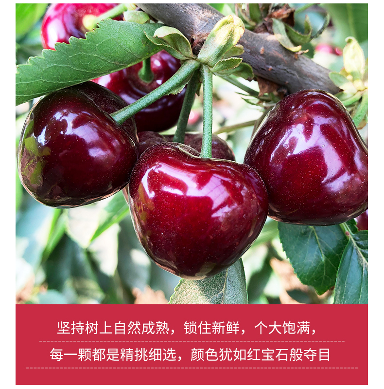 美早大樱桃樱桃车厘子孕妇新鲜水果现货当季国产顺丰礼盒 j 26mm(含)