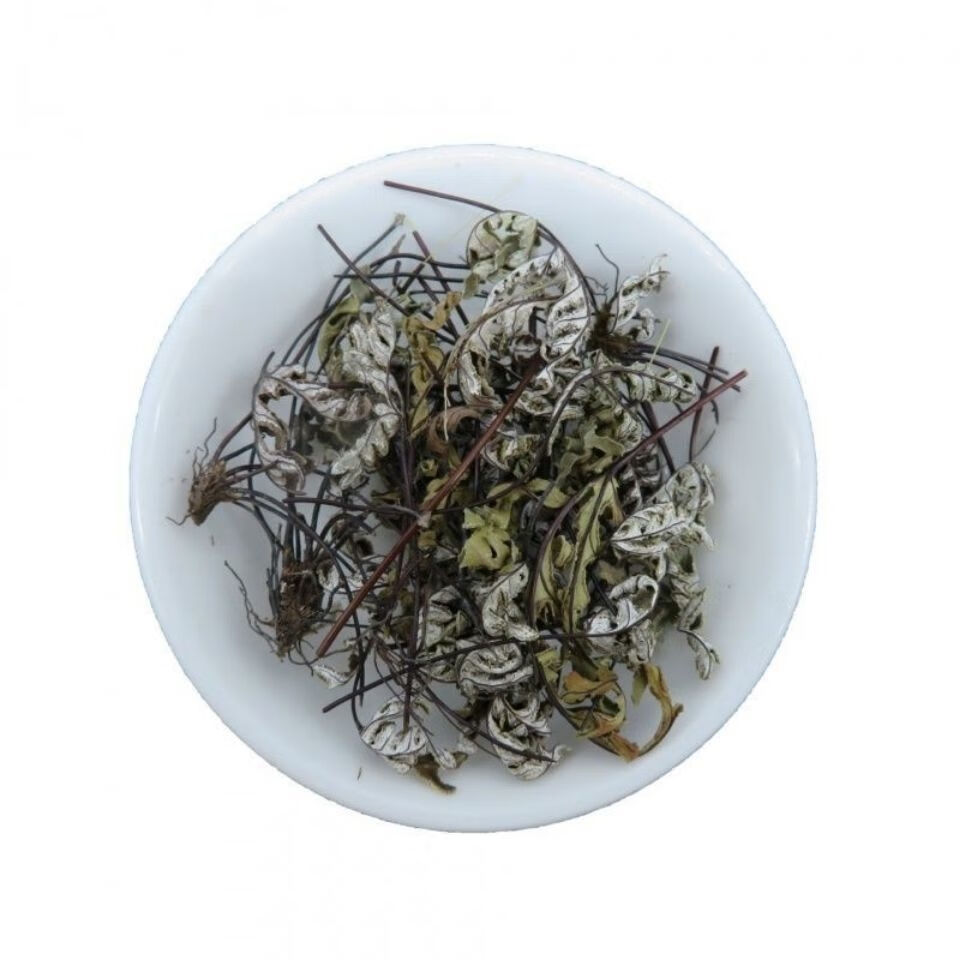 【官方旗舰】通经草金丝草止惊草月草铜丝草不调白背连石崖茶岩飞草