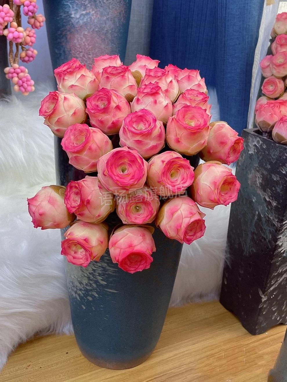 多肉山地玫瑰粉耶罗品种 山地玫瑰粉耶罗/粉色酒杯木质桩/新手多肉