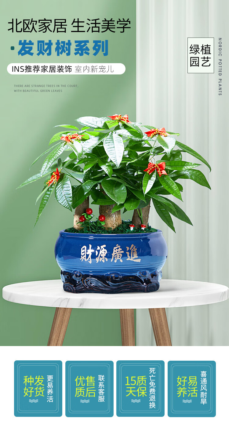 招财树盆栽发财树盆栽树桩室内大型绿植开业送礼前台大号金钱树四季