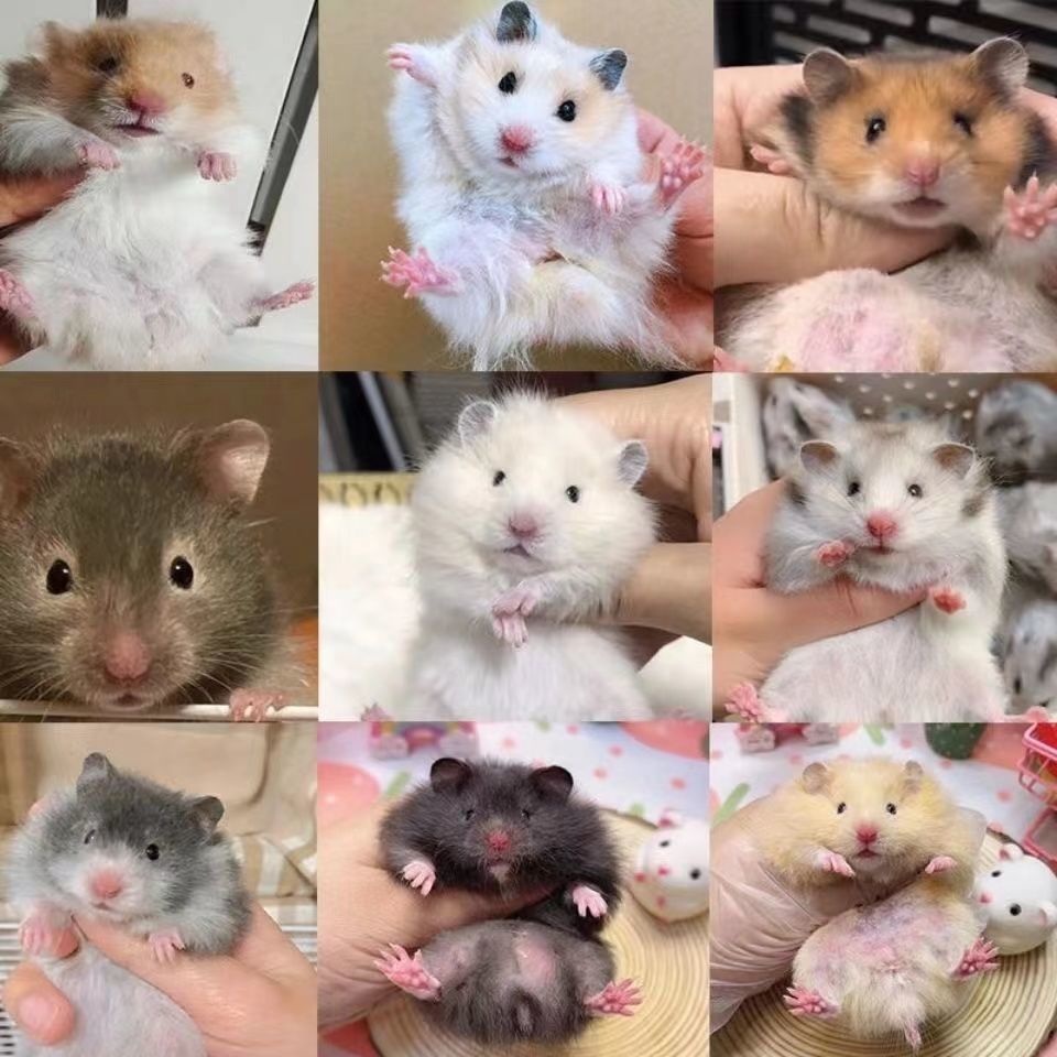 精品长毛熊活物长毛纯银杂银丁香长毛白熊可爱仓鼠宝宝 精品长毛白熊