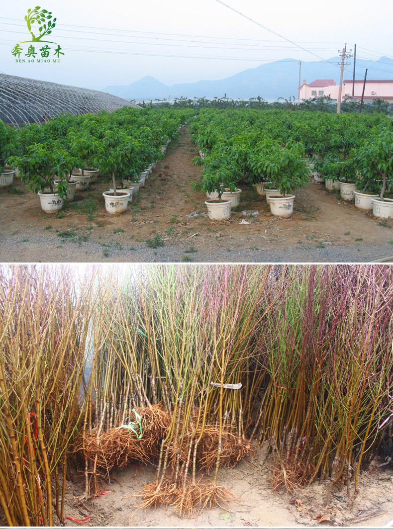 新品种黑桃王桃树苗黑桃皇后树苗嫁接桃树果苗南北方种植当年结果6年