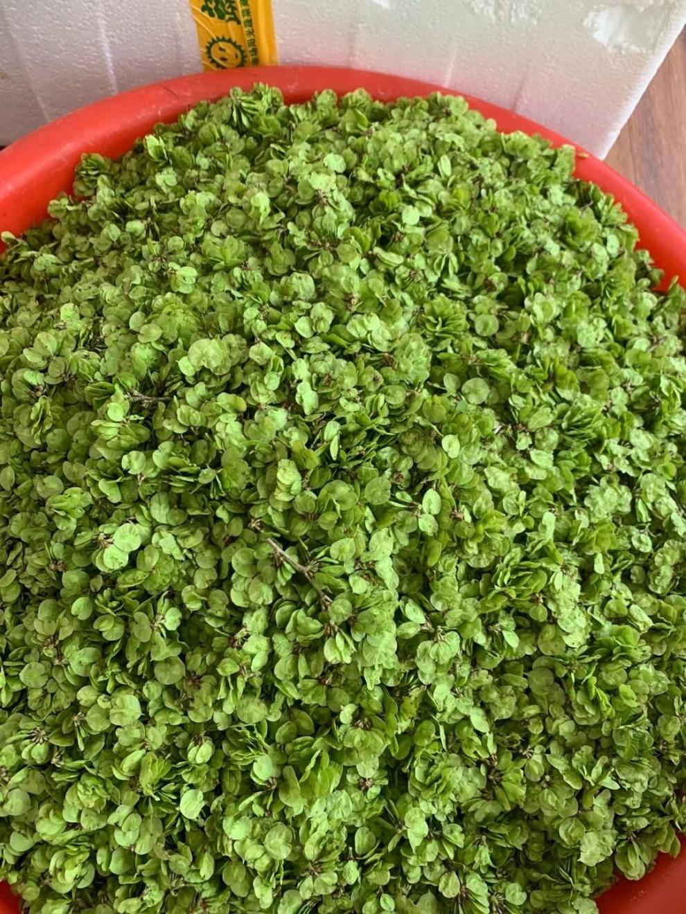 榆钱窝窝头新鲜榆钱子窝窝野菜团子菜坨馒头野菜窝窝10个馍馍杂面窝头