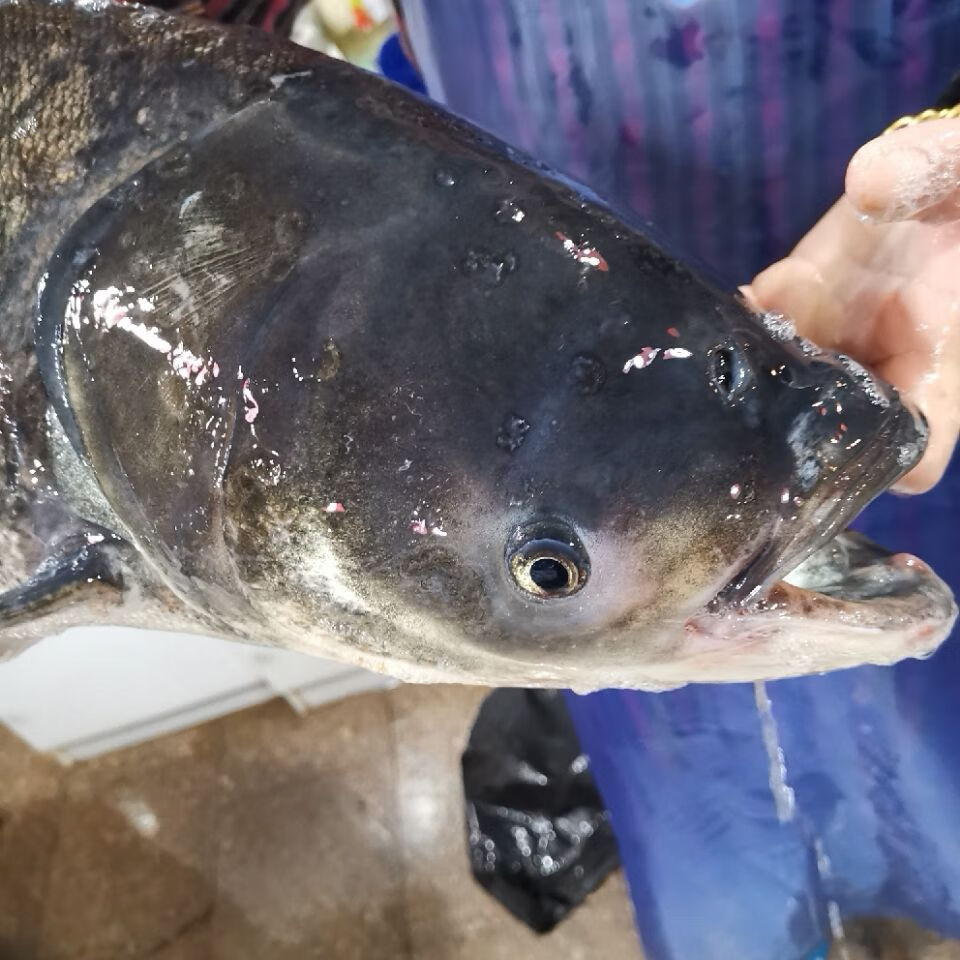 lism千岛湖鱼鳙鱼花鲢鱼胖头鱼10斤活鱼江浙沪顺丰