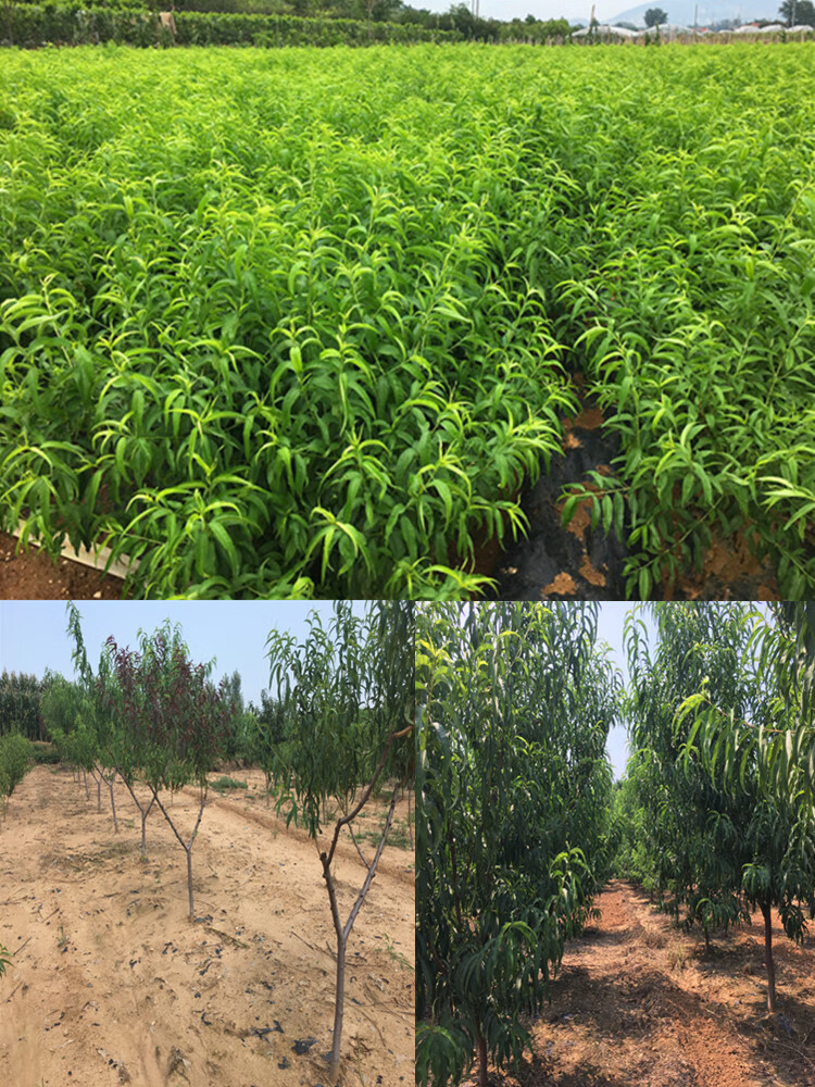 现货 京东云仓发货 圆脆红桃树苗 中秋桃王 嫁接桃子果树苗 1年幼苗