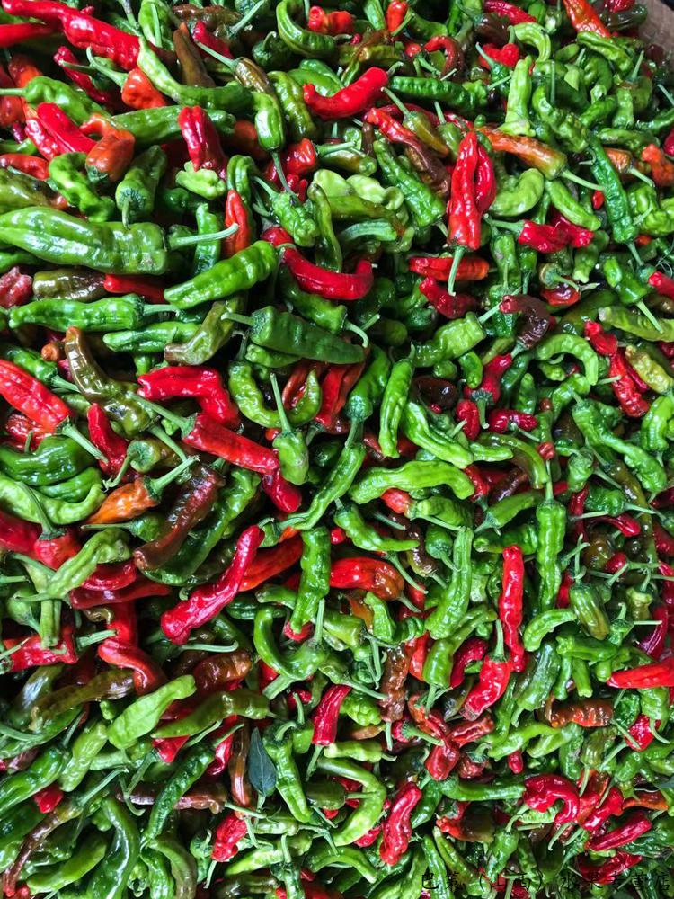 特辣鲜香正宗山东枣庄辣椒现摘薄皮小皱皮炒菜超辣特辣新鲜螺丝土辣椒