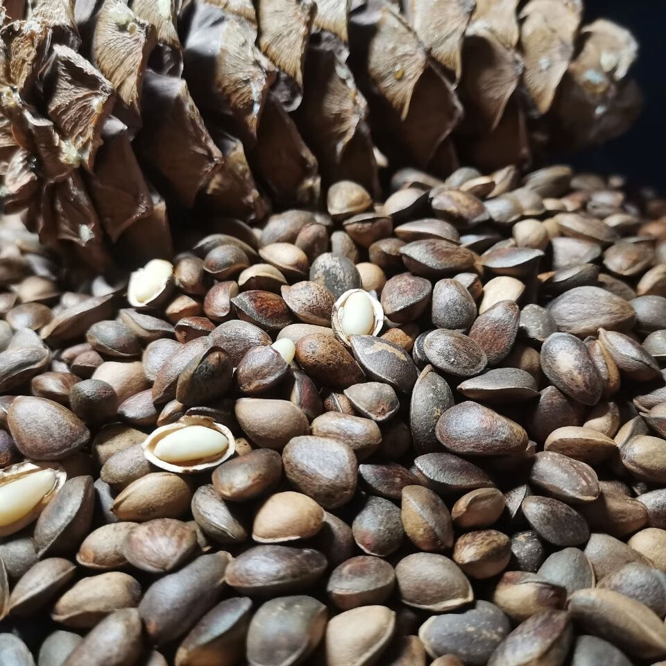 手拨坚果松子手剥零食新货野生松子原味未加工生的甘肃特产手剥坚果