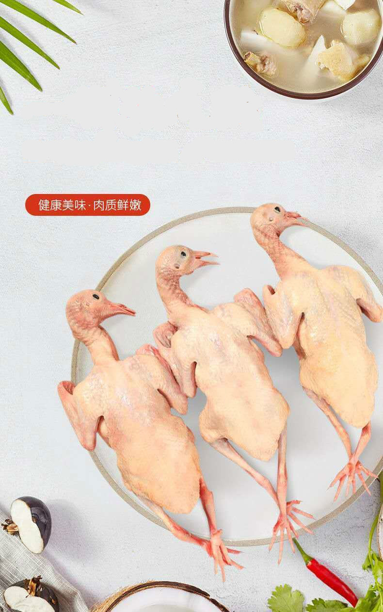鸽子肉新鲜农家散养老鸽子乳鸽批发鲜白条鸽子肉炖汤活杀速冻鲜露哒三