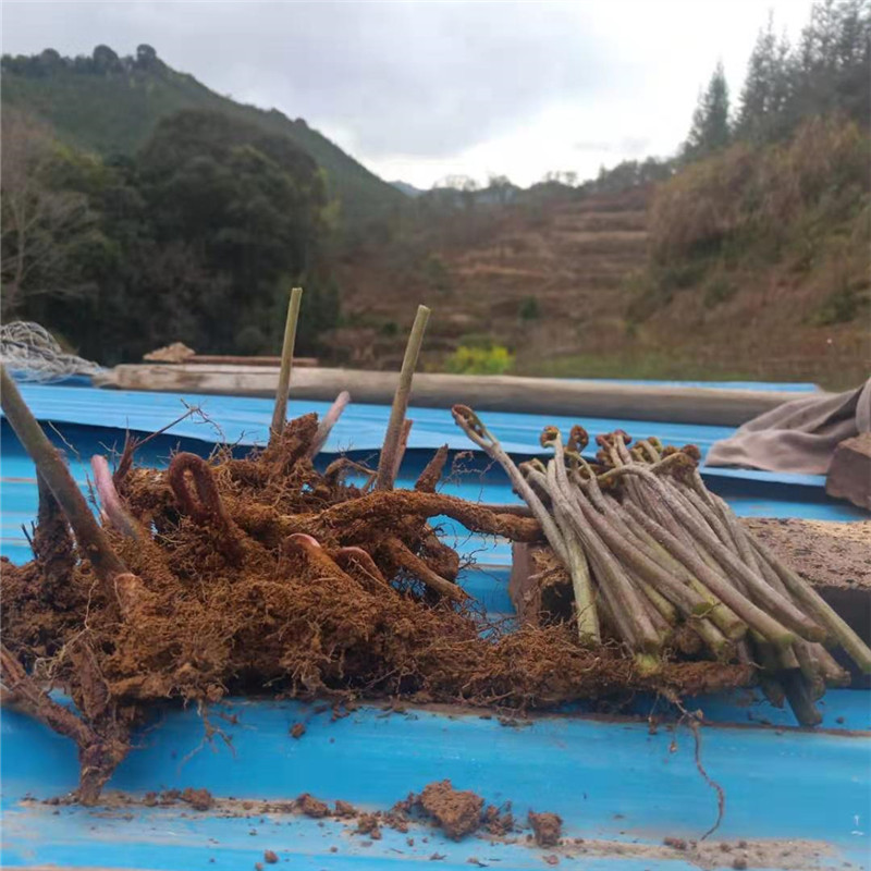 山野菜种子蕨菜种苗种根拳头菜庭院龙头菜种籽多年生阳台蔬菜 蕨菜根