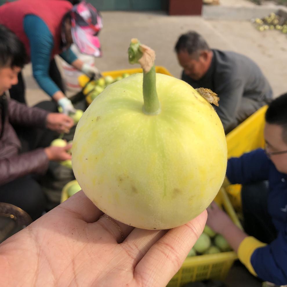 正宗山东青岛马连庄甜宝甜瓜新鲜5斤装马连庄小香瓜水果5斤简装精选果