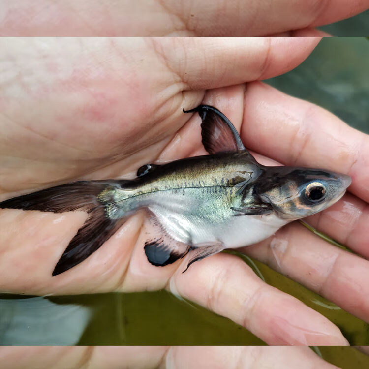 球鲨短身成吉思汗鲨大白淡水鲨大型热带鱼观赏鱼鱼苗