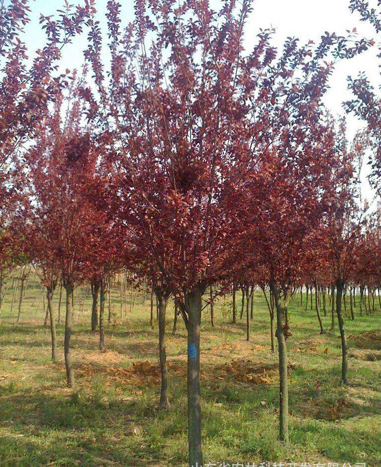 正宗绿化紫叶李树苗 紫叶李树 紫叶李子树苗 红叶李子树苗木 紫叶李1