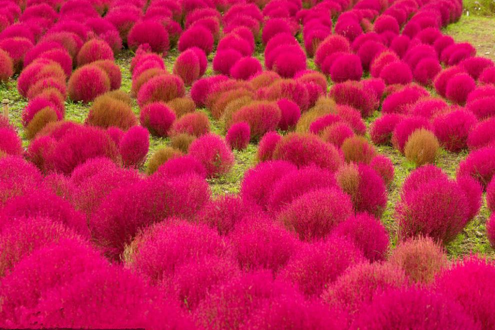 红色地肤种子扫帚草种子 绿草草坪种子花卉种子 庭院观赏地肤子