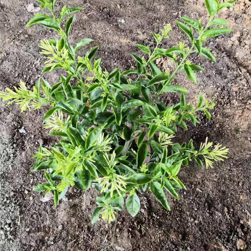 夜来香花树苗九里香夜来香盆栽花卉植物室内驱蚊花苗浓香四季开花 5年