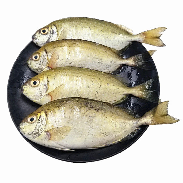 新鲜泥猛鱼海鲜海捕冷冻水产秋叶鱼艾鱼娘鱼篮子鱼宝宝爱吃 3斤(15-21