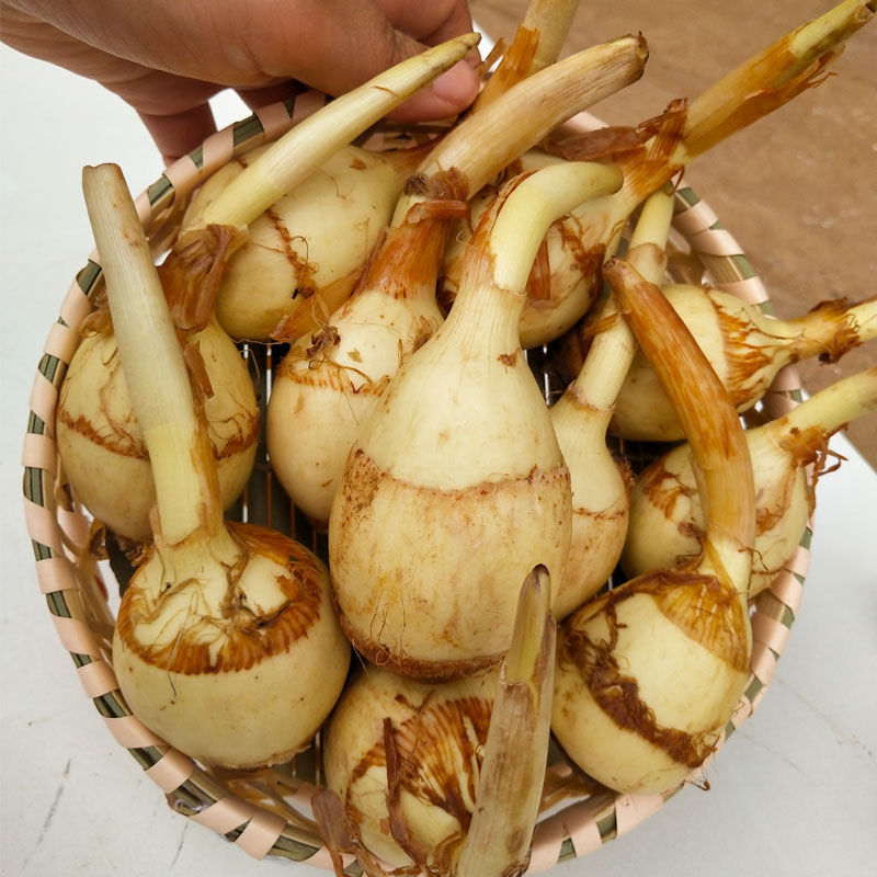 云南茨菇新鲜现挖现买大茨菇慈姑马蹄茨孤蔬菜白慈姑批3斤大茨菇