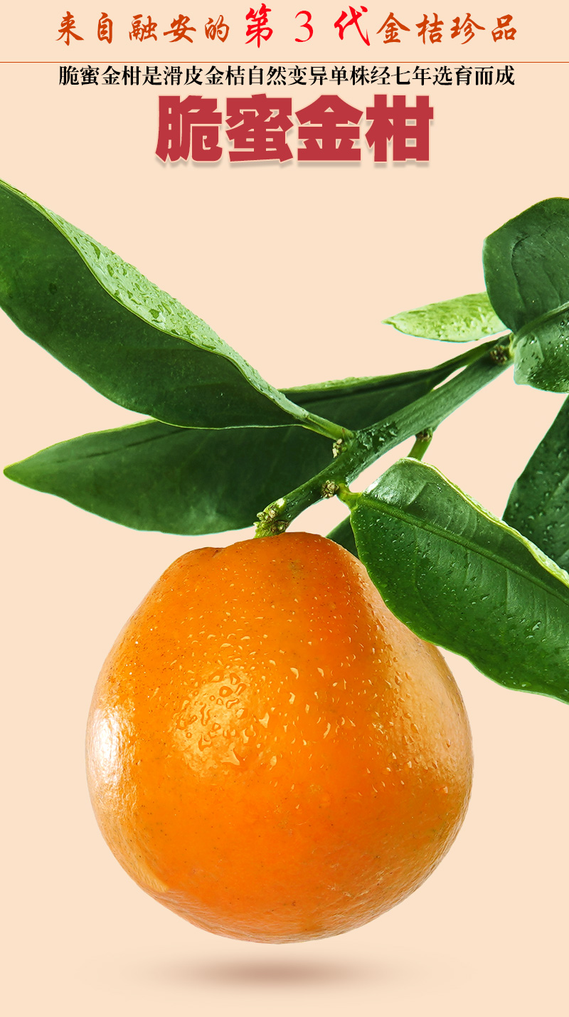 广西正宗融安脆蜜金柑第3代脆蜜金橘纯甜无核滑皮脆皮金桔48斤二级果