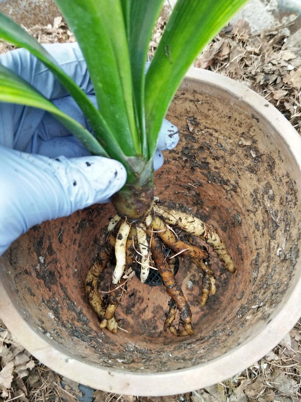 腐叶土君子兰专用土营养土腐熟橡树叶柞树叶松针土营养土君子兰土45kg