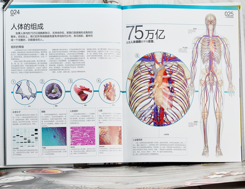 《正版dk人体大百科人体视觉图鉴人类进化繁衍胚胎发生发育生殖百科