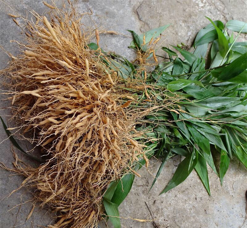 【官方旗舰】广东中药材淡竹叶纯根山鸡米竹叶麦冬 3斤全根不洗【图片