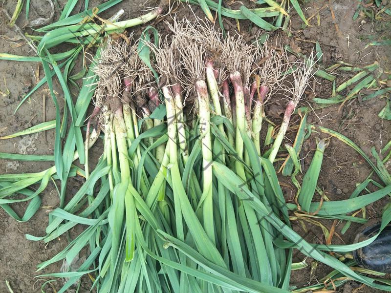 现货红皮蒜苗大蒜苗新鲜嫩青蒜苗紫红根香苔蒜苗蔬菜农家自种5斤