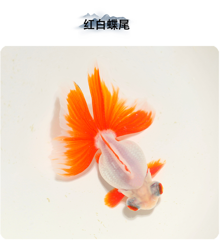 zxc精品红白黑花蝶尾金鱼活体观赏鱼龙睛熊猫鱼风水鱼淡水鱼冷水 7