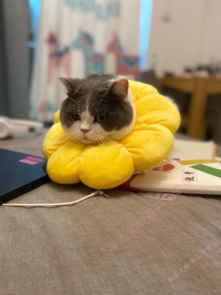 【京选推荐】伊丽莎白圈幼猫 猫咪伊丽莎白圈宠物猫幼猫项圈脖圈头套