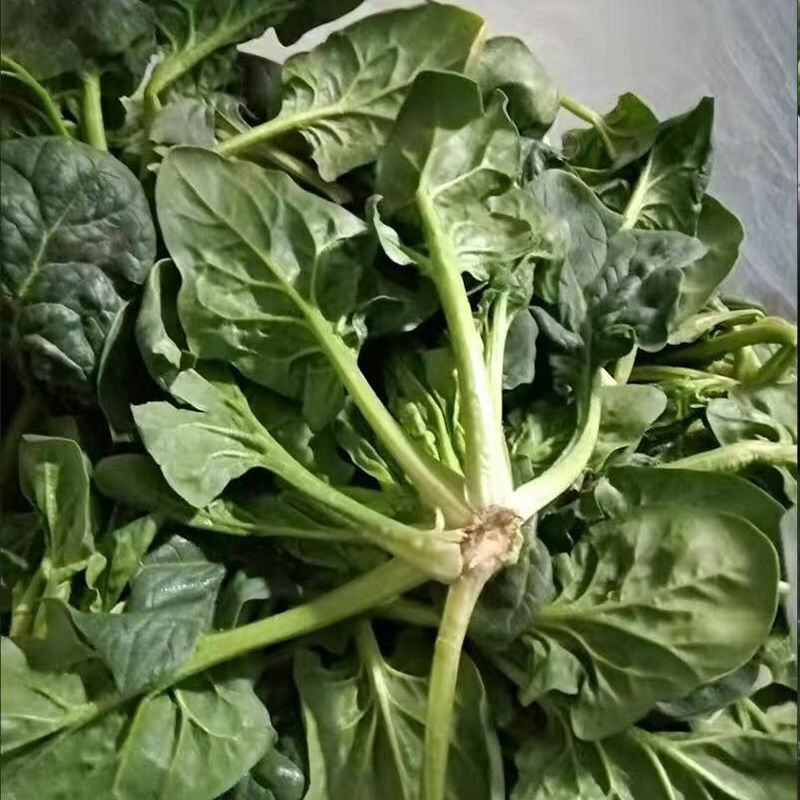 新鲜菠菜时令蔬菜霜冻矮杆矮脚小土笨红跟趴地火锅青菜3斤新鲜菠菜