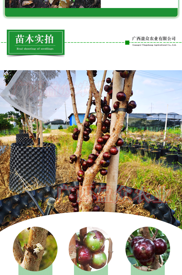 花姬 艾斯卡嘉宝果红钻树葡萄家庭阳台庭院盆栽水果树苗 艾斯卡嫁接苗