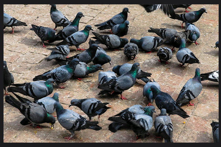 散养老鸽子新鲜乳鸽沂蒙山农家原粮土鸽散养乳鸽现杀闷杀老鸽子3只单