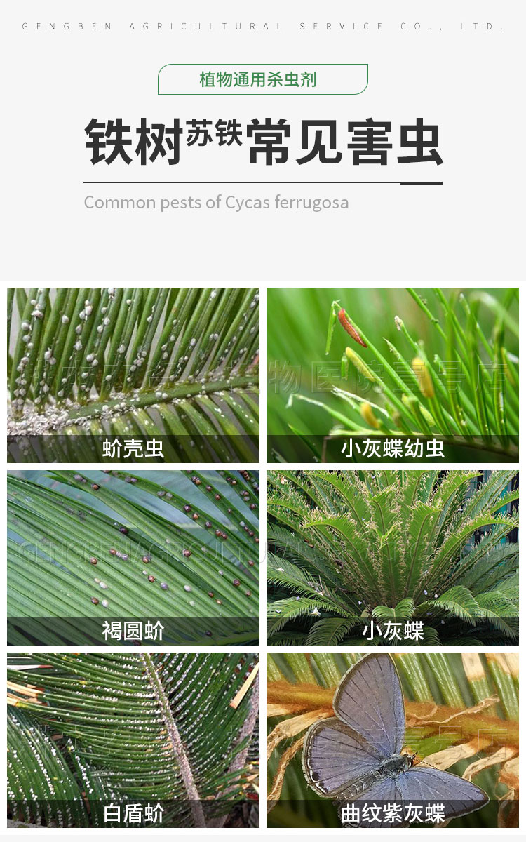 苏铁树介壳虫杀虫剂蚧壳虫小灰蝶多肉花卉室内绿植物专用打除虫药80ml