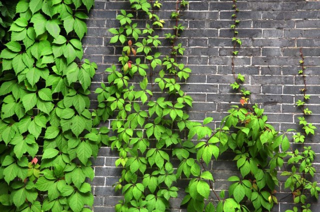 楼顶花种攀援植物爬藤爬山虎种子爬墙花卉五叶地锦多年生四季绿化花卉