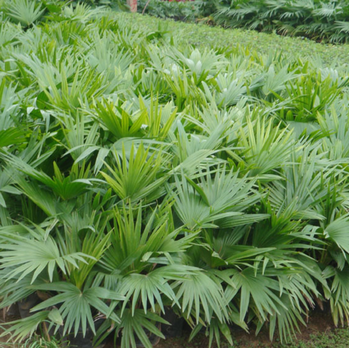 蒲葵树苗葵树苗棕榈树苗扇子树树棕树苗庭院绿化苗木 70-80厘米高1棵