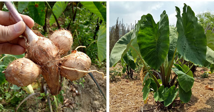 悠妃江西芋头新鲜小芋头毛芋仔白芽芋艿有机农家蔬菜现挖芋子软糯