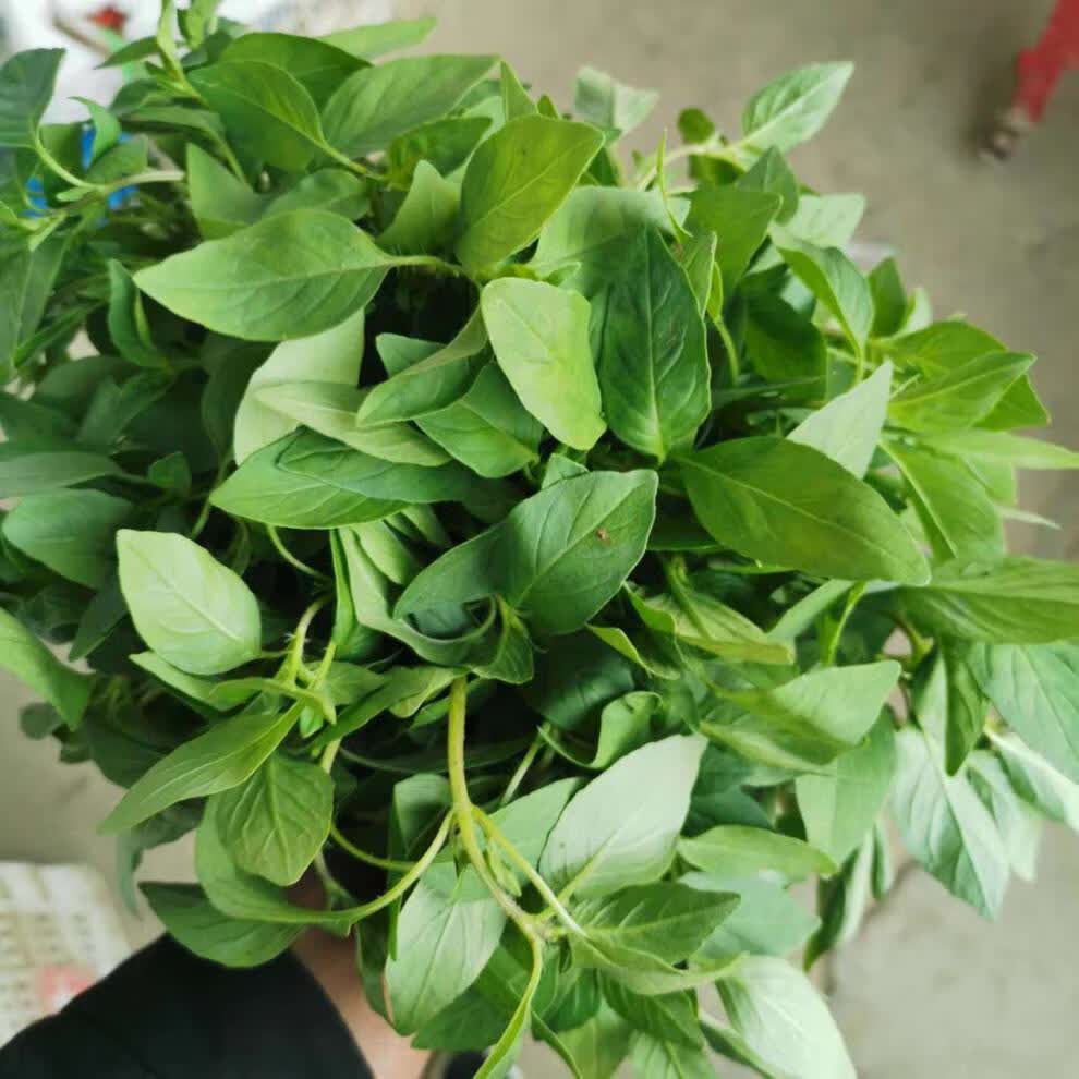 河南大叶荆芥菜新鲜荆芥带根新鲜蔬菜调味菜凉拌菜新鲜一斤装