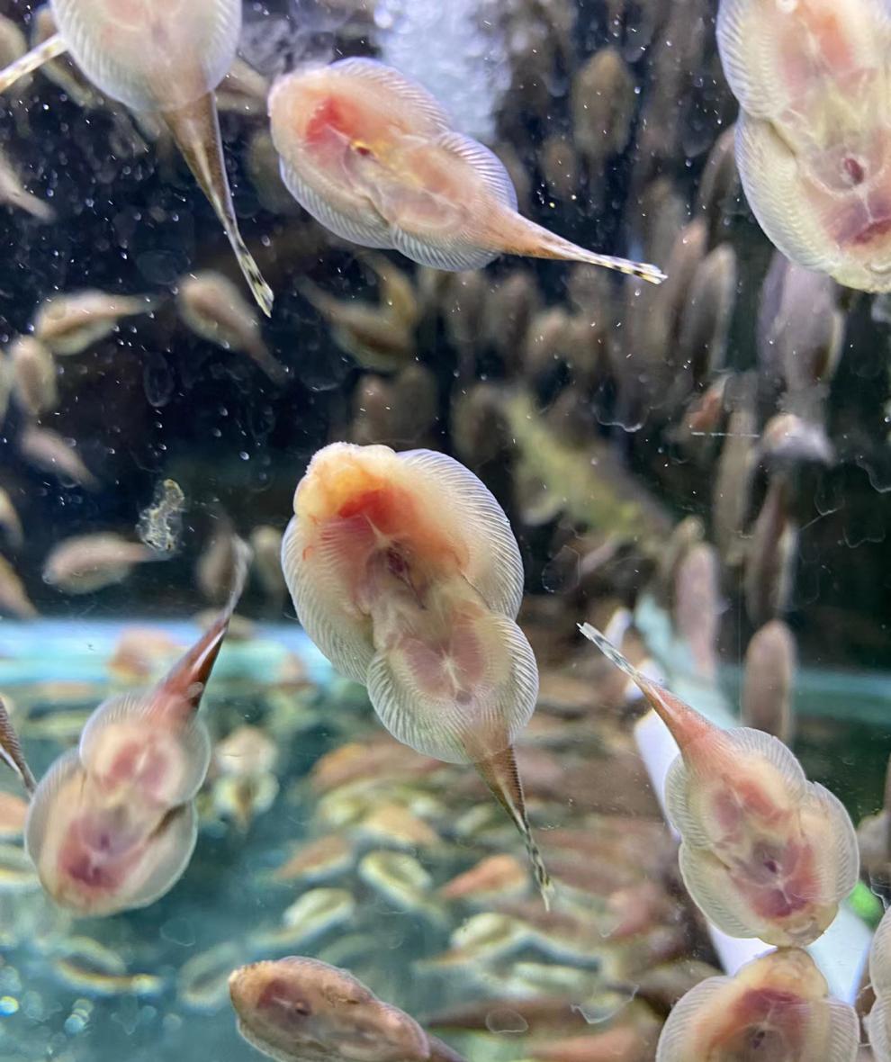 朵芮蜜冷水清道夫贵州爬岩鳅稀有琵琶鱼擦玻璃除藻清洁鱼缸工具鱼淡水