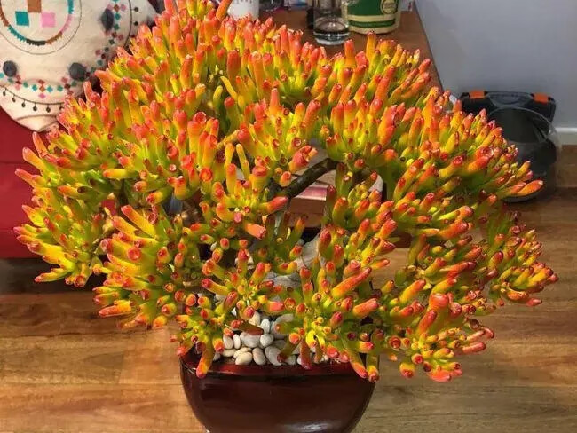 吸财树老桩多头群生多肉植物组合盆栽办公室绿植花卉萌肉肉吸财树老桩