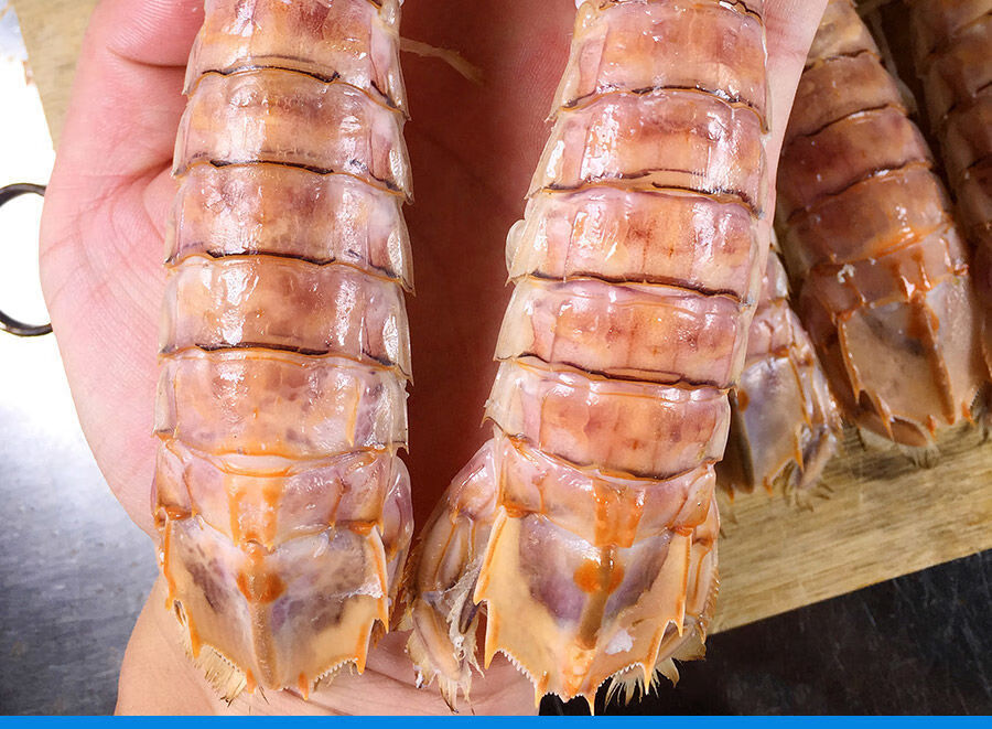 皮皮虾鲜活新鲜大虾姑濑尿虾熟冻海鲜水产特米尼红1215只斤2斤