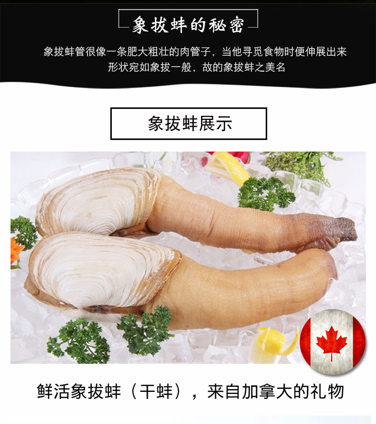 鲜活象拔蚌加州象拔蚌3斤/只刺身食材象拔蚌鲜活水产加拿大象拔蚌