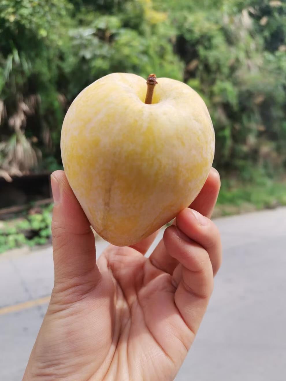 乐昌九峰山黄金奈李广东乐昌奈李特产现摘脱脆骨李子礼盒装新鲜应季