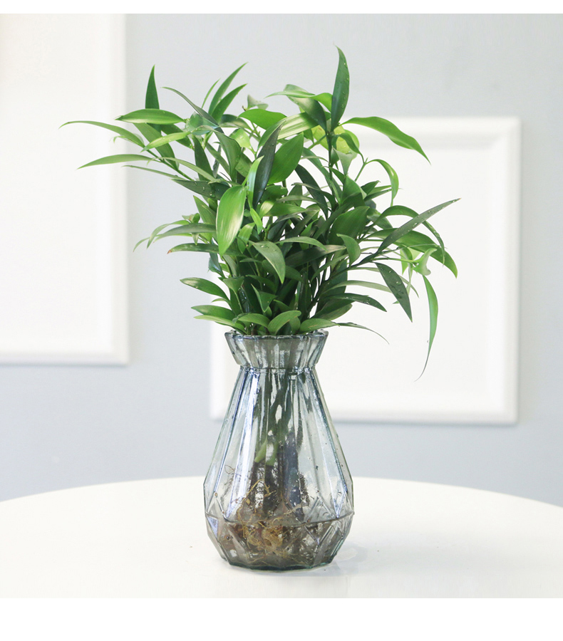 水培竹柏驱蚊竹盆栽富贵竹水养绿植花卉植物室内桌面客厅四季常青竹柏