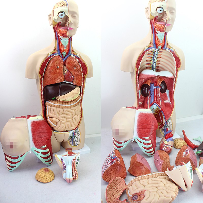 颐诺enovo85cm人体器官医学解剖标本医学解剖躯干内脏人体内脏器五脏