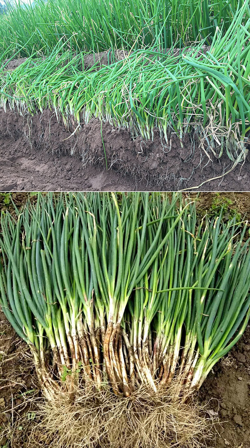 分葱新鲜3斤现挖现发露天农家蔬菜四季易种小香葱阳台盆栽葱大葱新鲜5