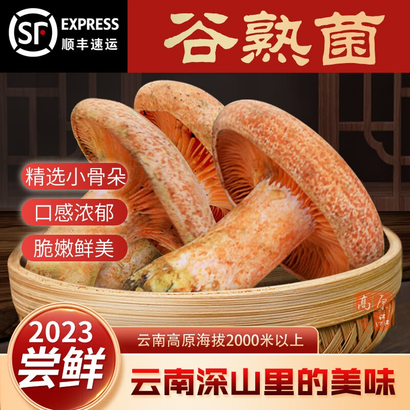 高原云品【新鲜谷熟菌】2023云南深山菌谷黄菌 山珍